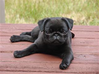 Black Lab Puppy